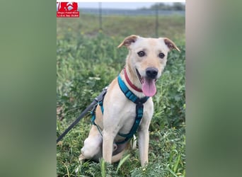 Bubu - Wer schenkt ihm das sichere FÜR-IMMER-ZUHAUSE