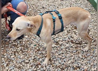 Bubu - Wer schenkt ihm das sichere FÜR-IMMER-ZUHAUSE