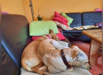 Bubu - Wer schenkt ihm das sichere FÜR-IMMER-ZUHAUSE