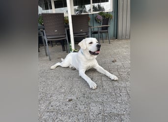  White Fury vom Rabeneck 