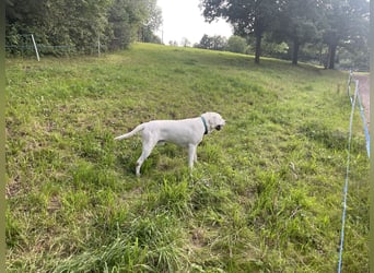  White Fury vom Rabeneck 