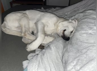  White Fury vom Rabeneck 