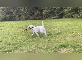  White Fury vom Rabeneck 