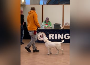  White Fury vom Rabeneck 