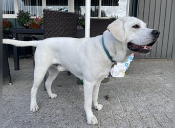  White Fury vom Rabeneck 