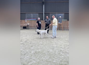  White Fury vom Rabeneck 