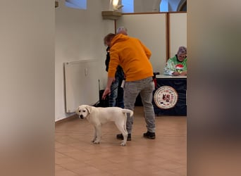  White Fury vom Rabeneck 