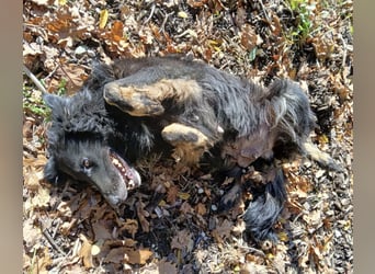 Iris eine wundervolle ruhige Hündin