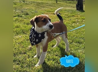 Harti ein lebhafter Hundebub