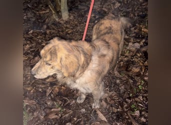 Kiwi ein unglaublich toller sanfter Rüde