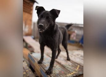 Loris ein schwarzer Schwan