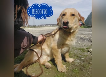 Biscotto- ein absoluter sanfter Traumhund