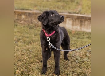 Junak ein sanfter Hundebub