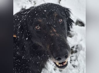 Iris eine wundervolle ruhige Hündin