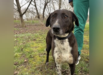 Lenka braucht ein neues Zuhause