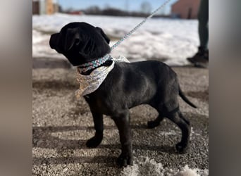 Bart ein absoluter Welpenbub