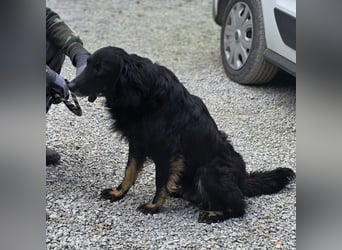 Iris eine wundervolle ruhige Hündin