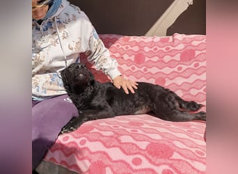 Mila eine Familiengeeignete Hündin