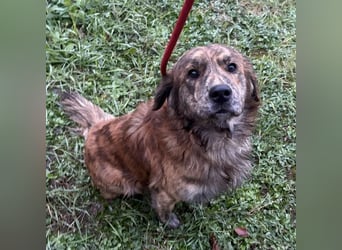 Kiwi ein unglaublich toller sanfter Rüde