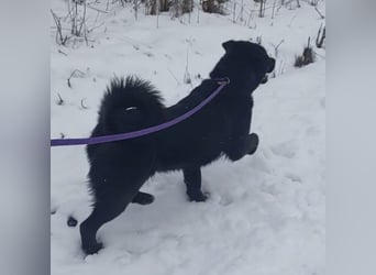 Honda eine wundervolle Hündin