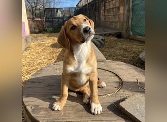 Roli ein sanfter verspielter Hundebub