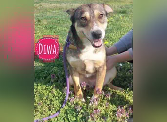 Diwa eine unglaublich liebe Hündin