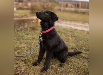 Junak ein sanfter Hundebub