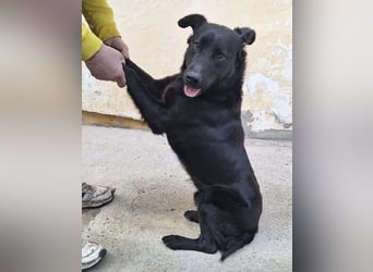 Pan ein sehr freundlicher Rüde