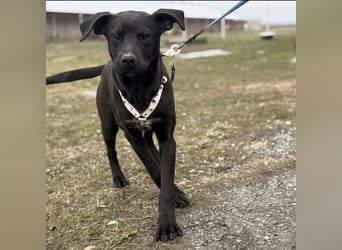 Kana eine sehr elegante Hündin