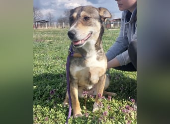 Diwa eine unglaublich liebe Hündin