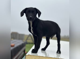 Timon ein kleiner Engel