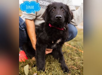 Junak ein sanfter Hundebub