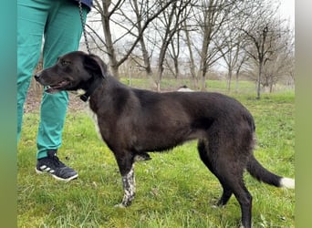 Lenka braucht ein neues Zuhause