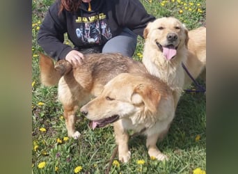 Biscotto- ein absoluter sanfter Traumhund