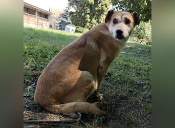 Pochita eine loyale liebevolle Seele