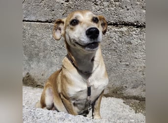 Pochita eine loyale liebevolle Seele