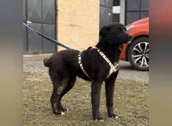 Enya eine wundervolle Seele