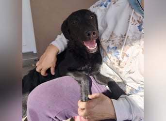 Mila eine Familiengeeignete Hündin