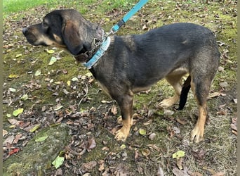 Aska eine Seele vom Hund leidet