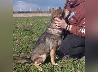 Diwa eine unglaublich liebe Hündin