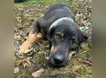 Aska eine Seele vom Hund leidet