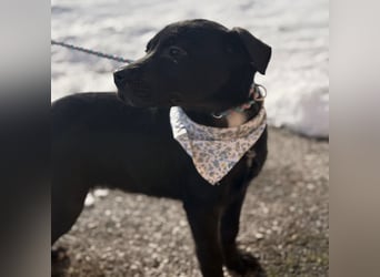 Bart ein absoluter Welpenbub