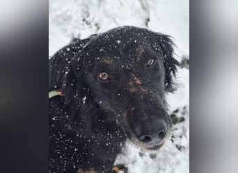 Iris eine wundervolle ruhige Hündin