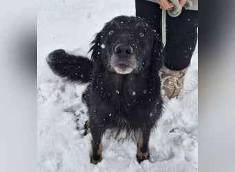 Iris eine wundervolle ruhige Hündin