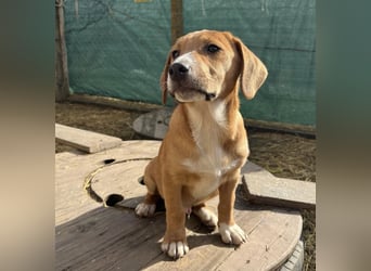 Roli ein sanfter verspielter Hundebub