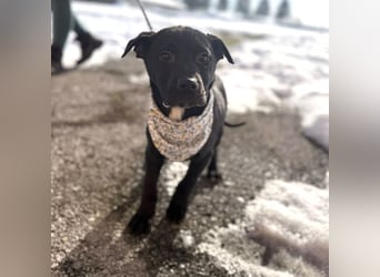 Bart ein absoluter Welpenbub