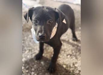 Bart ein absoluter Welpenbub