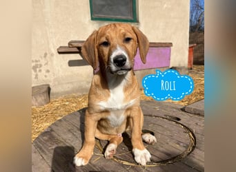 Roli ein sanfter verspielter Hundebub