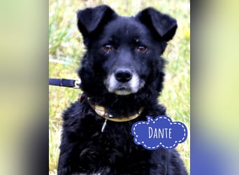 Dante ein Schatz der geliebt werden möchte