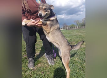 Diwa eine unglaublich liebe Hündin